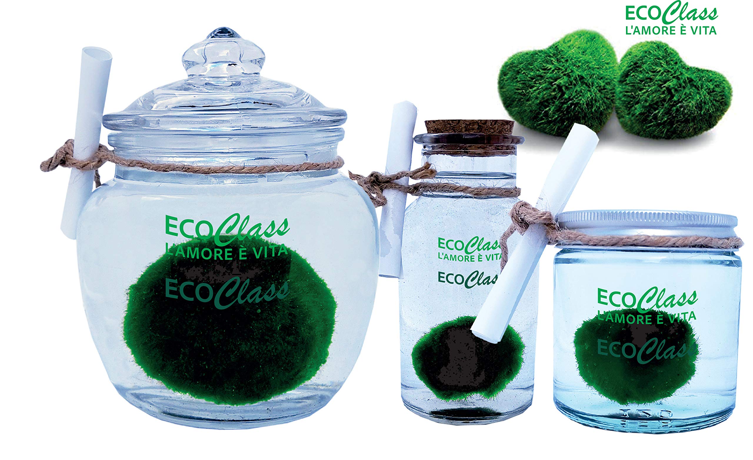 Marimo In Vaso Vetro Ø10cm - Pianta Acquatica Decorativa Per Acquari E Centrotavola - Foto 5