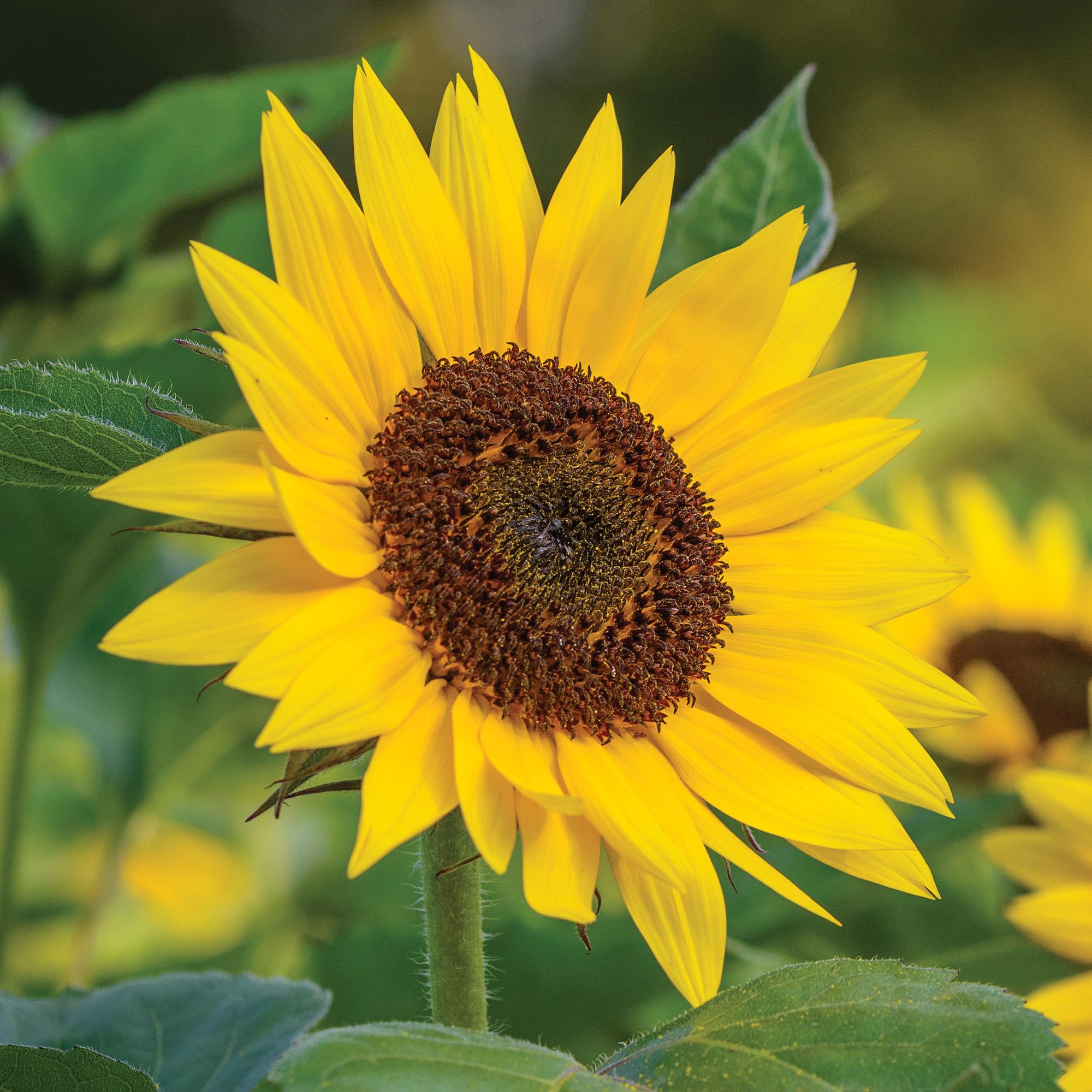 Amazon.com: Burpee: Sunflowers