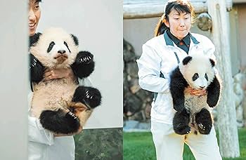 ADVENTURE WORLD PANDAS ハロー彩浜とパンダファミリー | 小澤