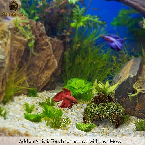 Miniatura 4 de SunGrow Betta Fish Cave, hábitat hecho de cáscara de coco, suave textura suave borde espacioso escondite para descansar y criar, 1 unidad