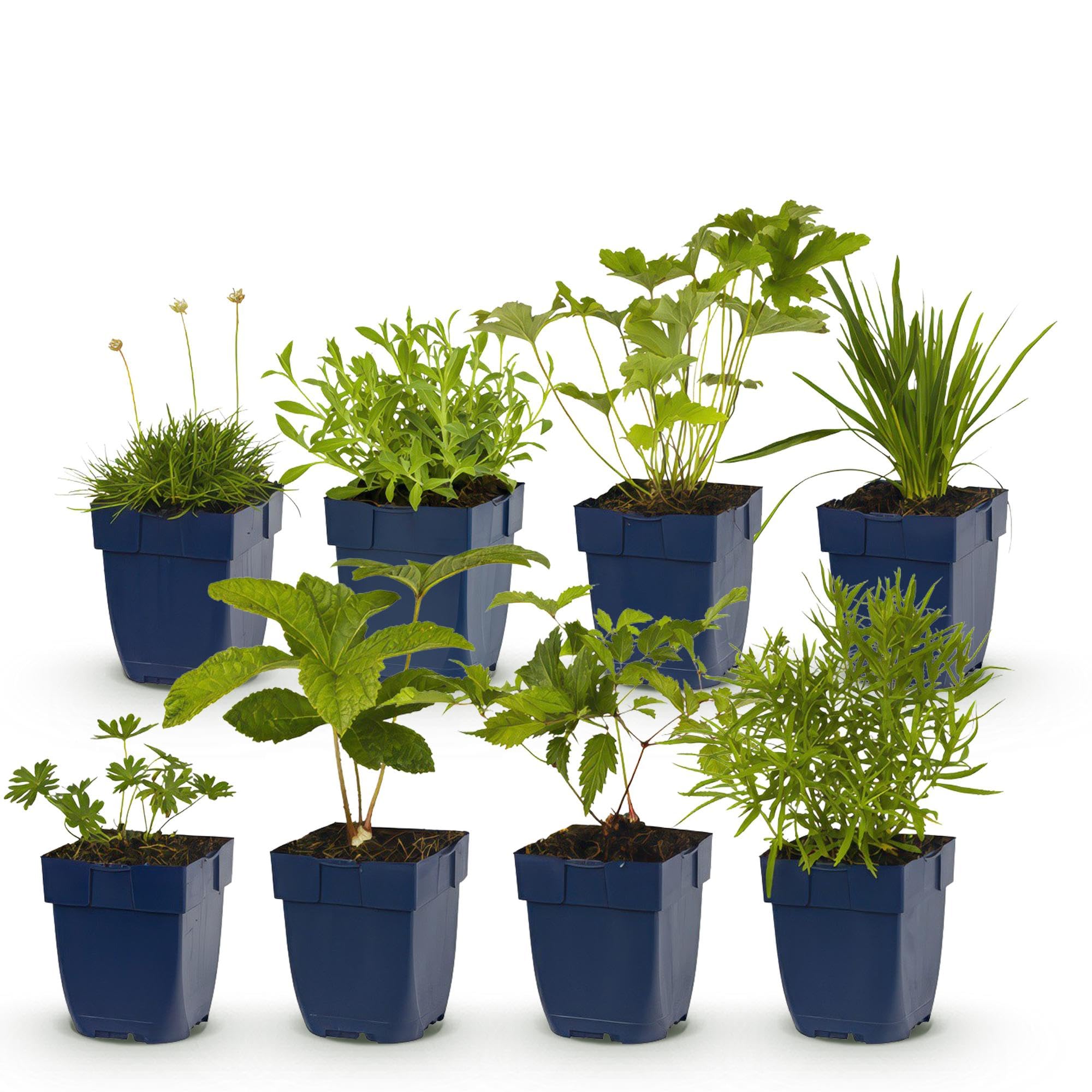 Zestaw bylin – białe – 8 bylin – na 1 m² – różne kolory – niewielka pielęgnacja – doniczka 11 cm