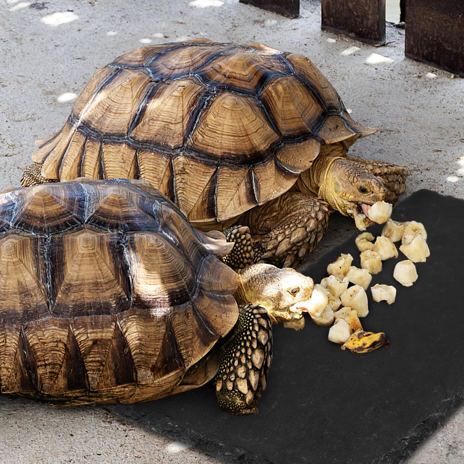 Lot de 3 plates-formes pour tortue et tortue - Plateforme en ardoise pour reptile - Plateforme de repos en roche naturelle - Plateforme de repos pour tortue, lézard, dragon barbu, gecko, serpent