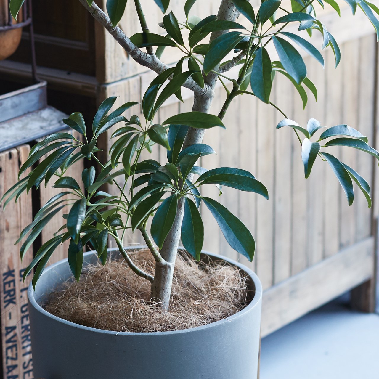 Amazon | マルチング ヤシ繊維 ココファイバー 500g ナチュラル 【観葉