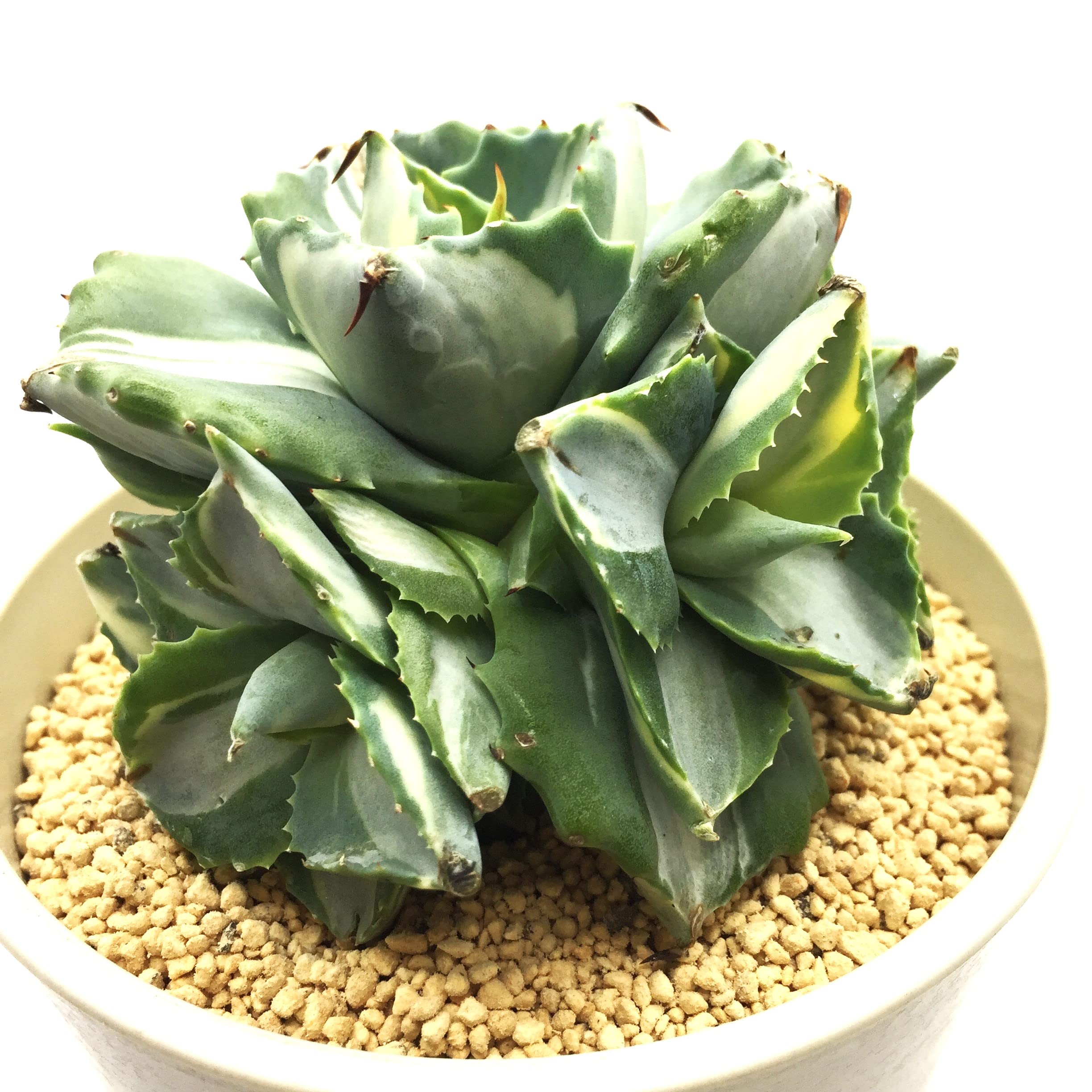 ☆多肉植物☆ 王妃金砂黄錦（派手な斑）☆エケベリア☆｜観葉植物
