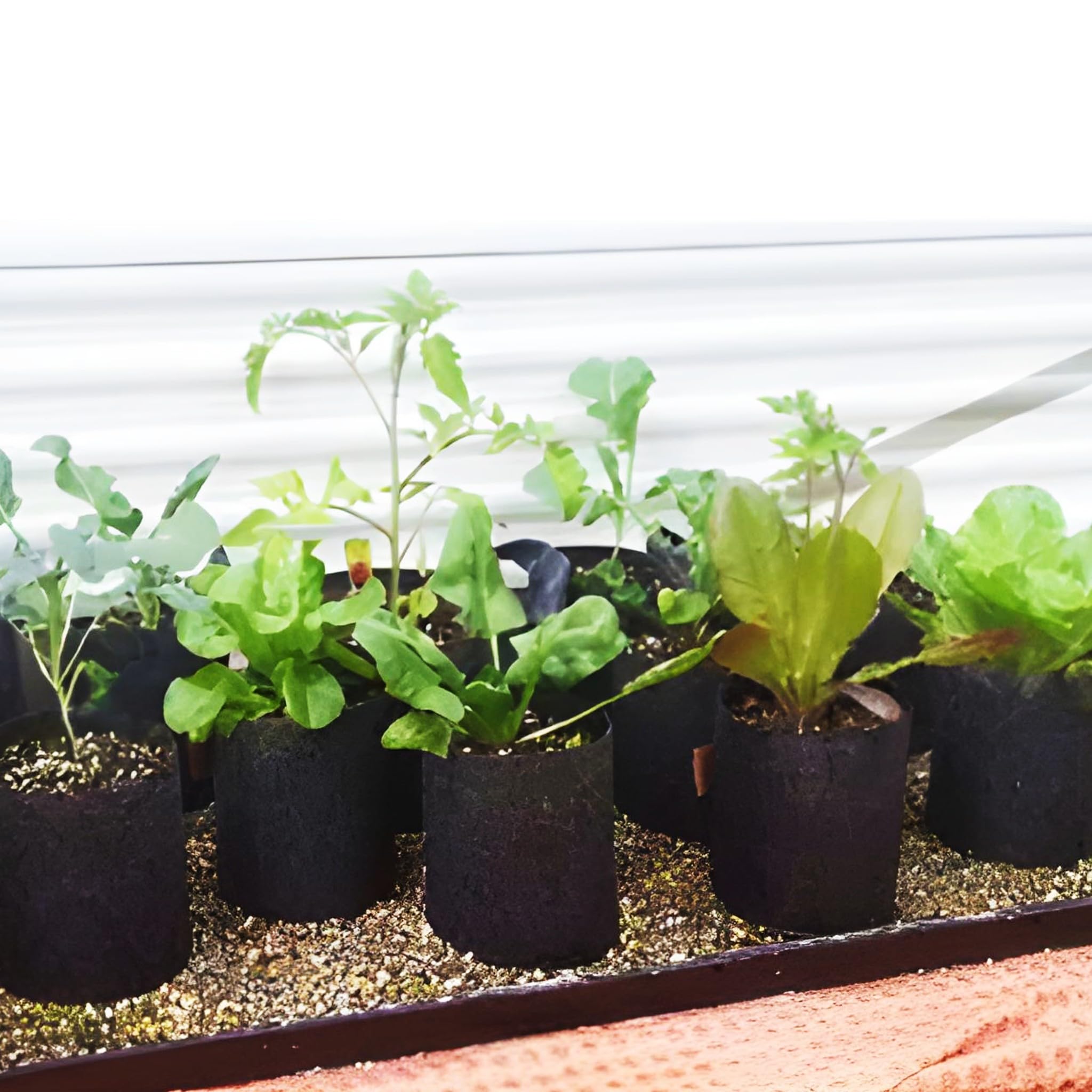 Bricoloco Saco Controlador de raíces para árboles frutales y Plantas. Bolsa Textil porosa de jardinería para optimizar el Crecimiento y Desarrollo de Las Plantas (12, 53X37CM V=82.20L)