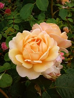 Rose Happy 70TH Birthday - Giftaplant™ 70th Birthday,Gifts for Him Or Her,Sister,Brother,70th Birthday Gifts
