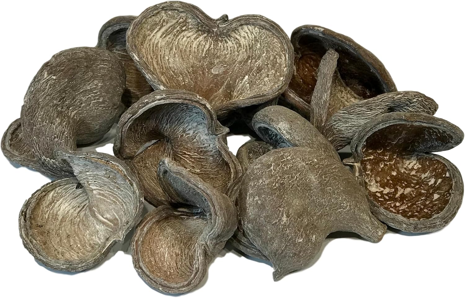Amazon.com: 12 Piece Natural Badam Nut Seed Pod Bowl Filler – Organic ...