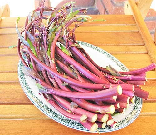 Miniatura 5 de Hon Tsai Tai Purple Yu Choy Sum Seeds - Paquete de más de 1500 unidades - para Hong Caitai 2024 & # x02024 & # 8221 Col Roja China Floración Bok