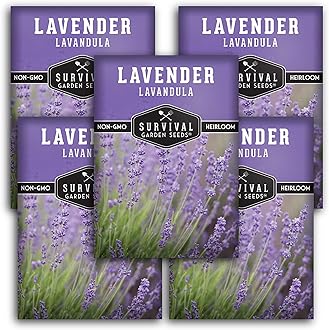 English Lavender Seeds for Planting (Lavandula angustifolia) – Edible Culinary Herb with Fragrant Blooms, Hardy Perennial for Outdoor or Indoor Gardens – Survival Garden Seeds (5 Packs)