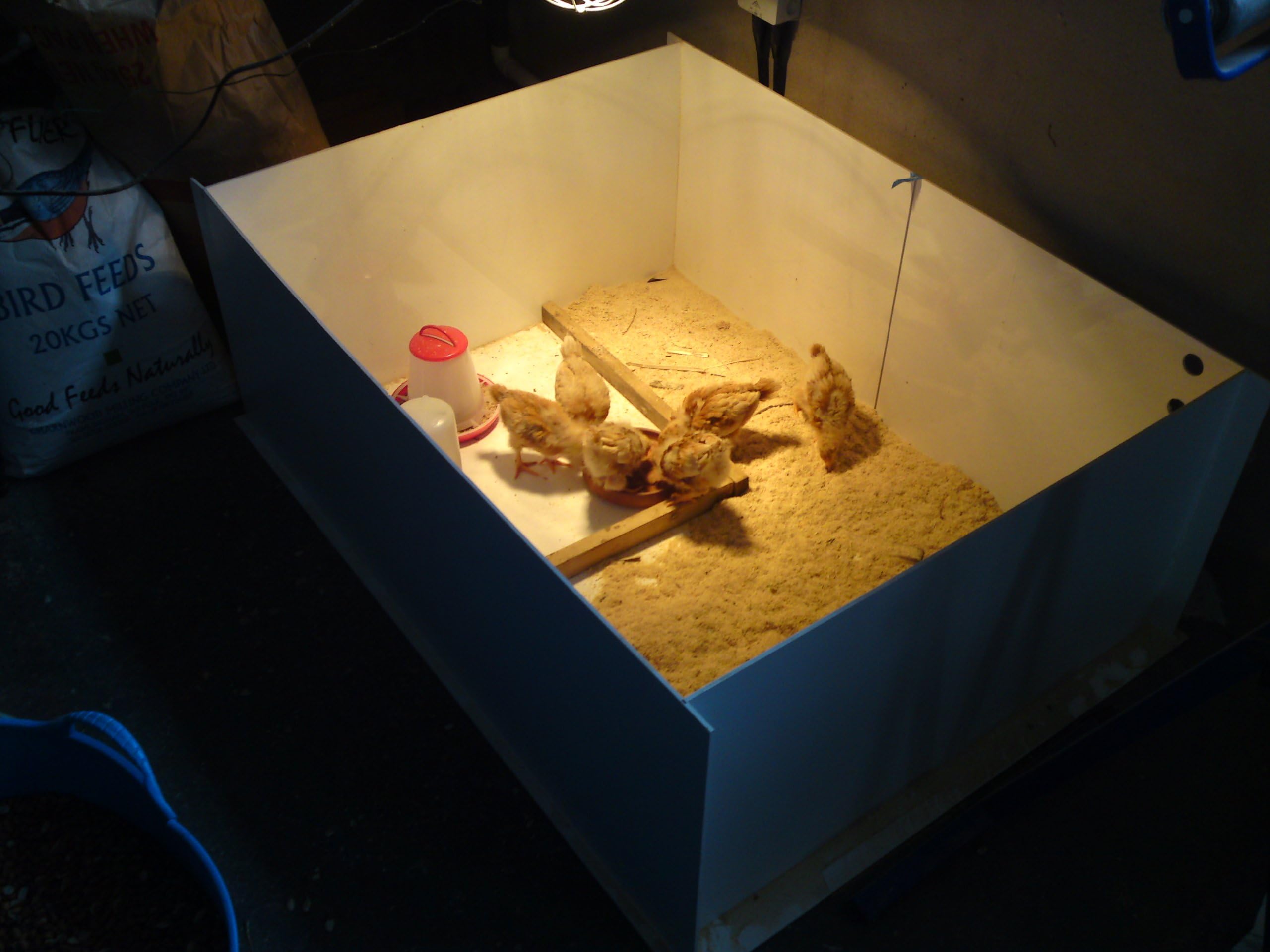 SignLine Brooder Box for Poultry or Waterfowl