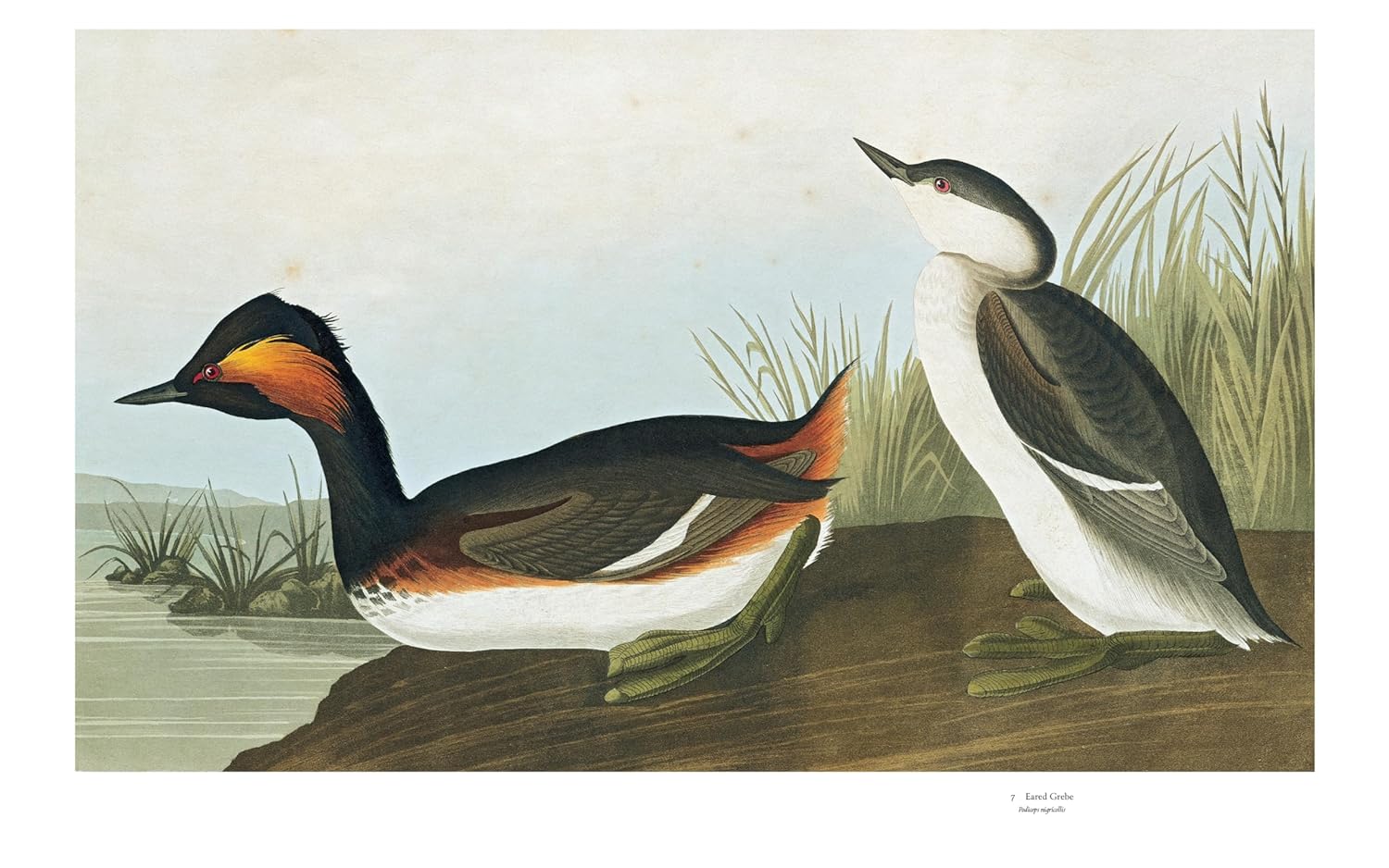 Audubon's Birds of America: The Baby Elephant Folio - Image 6