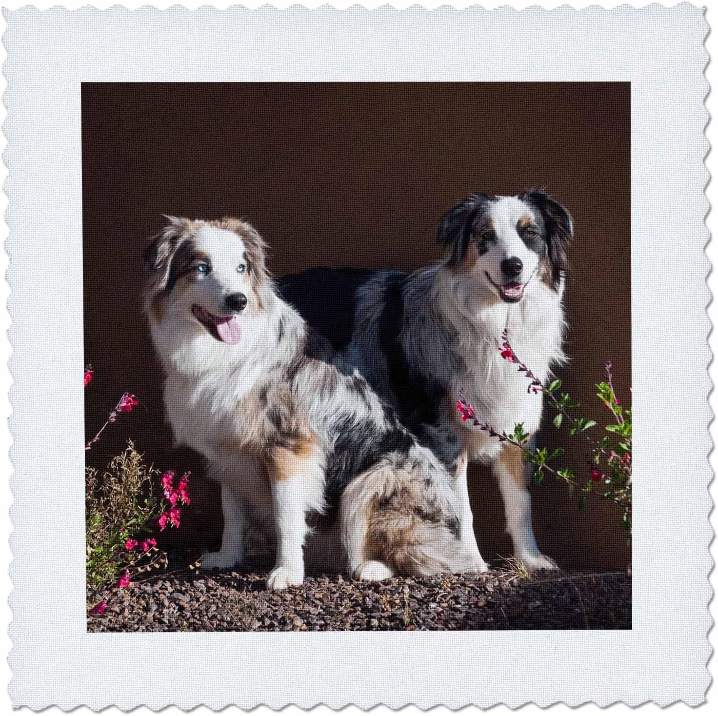 3dRose qs_88091_10 Australian Shepherd Dogs - US03 ZMU0022 - Zandria Muench Beraldo - Quilt Square, 25 by 25-Inch