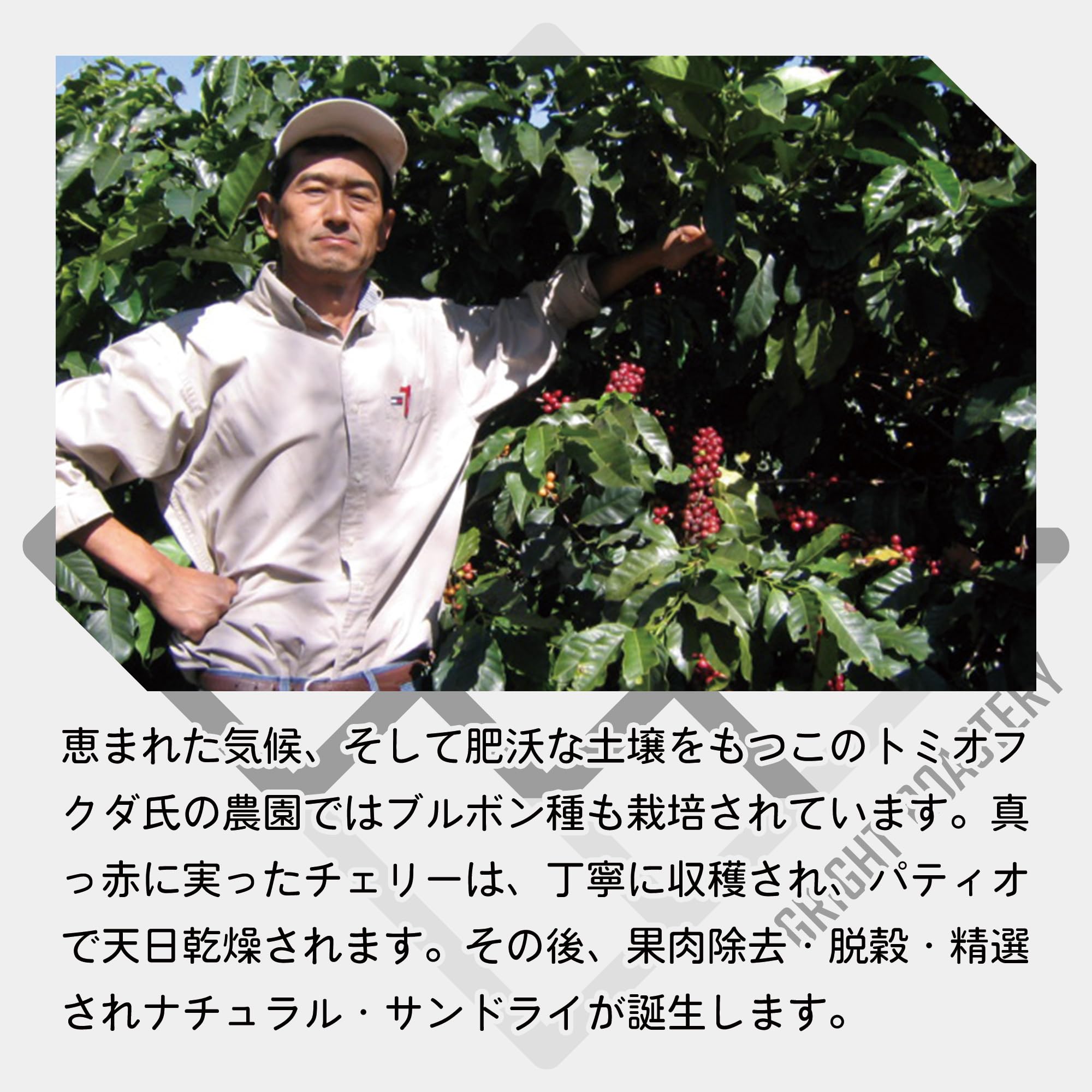 Amazon.co.jp: 【生豆+量を選択】「ブラジル ファゼンダ バウー農園