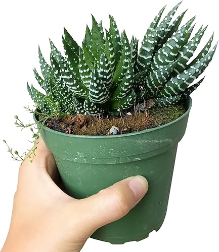 Miniatura 5 de Haworthia - Perlas africanas Haworthia Pumila (4 pulgadas)