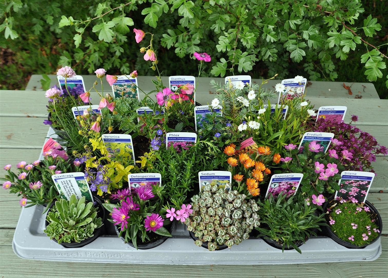 20 Different Alpine Rockery Plants in 9cm POTS ~ Quality Alpines Direct from Specialist Grower in Lincolnshire