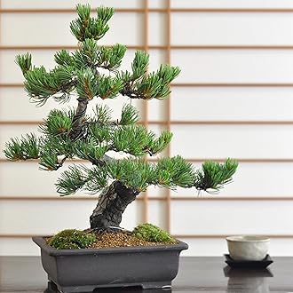 松の盆栽 約20cm 41wE1I+579L._UF350,350_QL50_.jpg