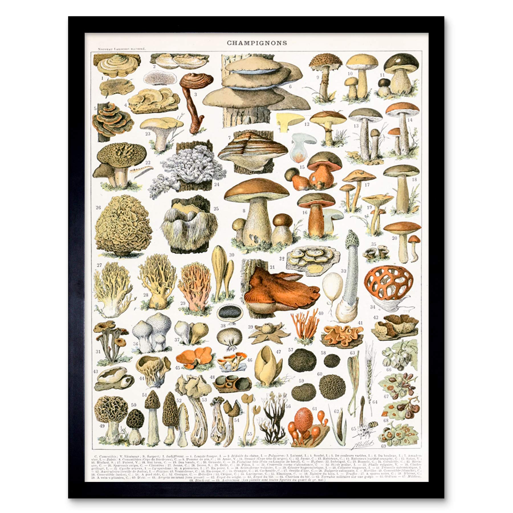 Artery8 Millot Encyclopedia Page Mushrooms Variety Art Print Framed Poster Wall Decor 12x16 inch