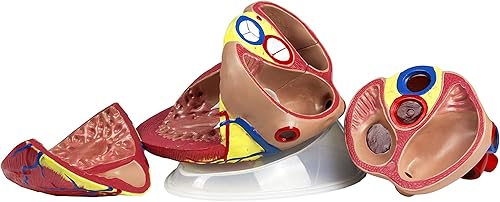 Miniatura 2 de Parco Scientific PB00146 Modelo de corazón jumbo - 3 piezas, tamaño natural 5X