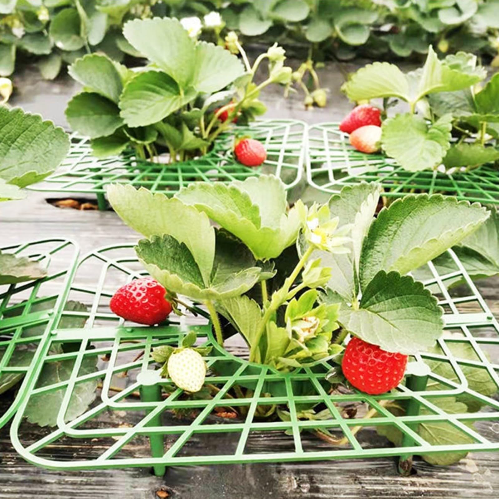 Guide pratiche per piante di fragole | Savini Vivai