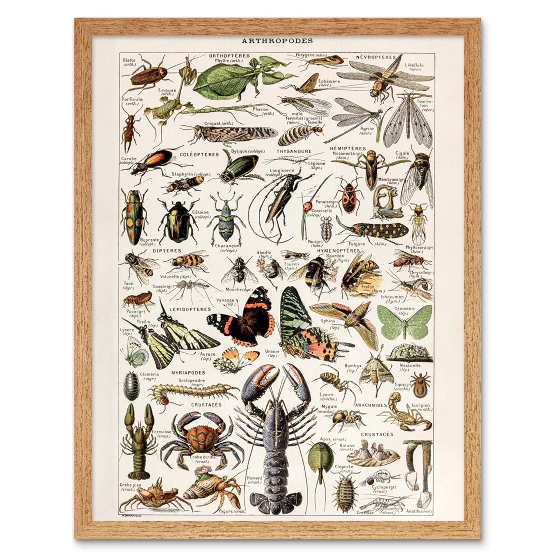 Artery8 Millot Encyclopedia Arthropods Exoskeletal Animals Art Print Framed Poster Wall Decor 12x16 inch