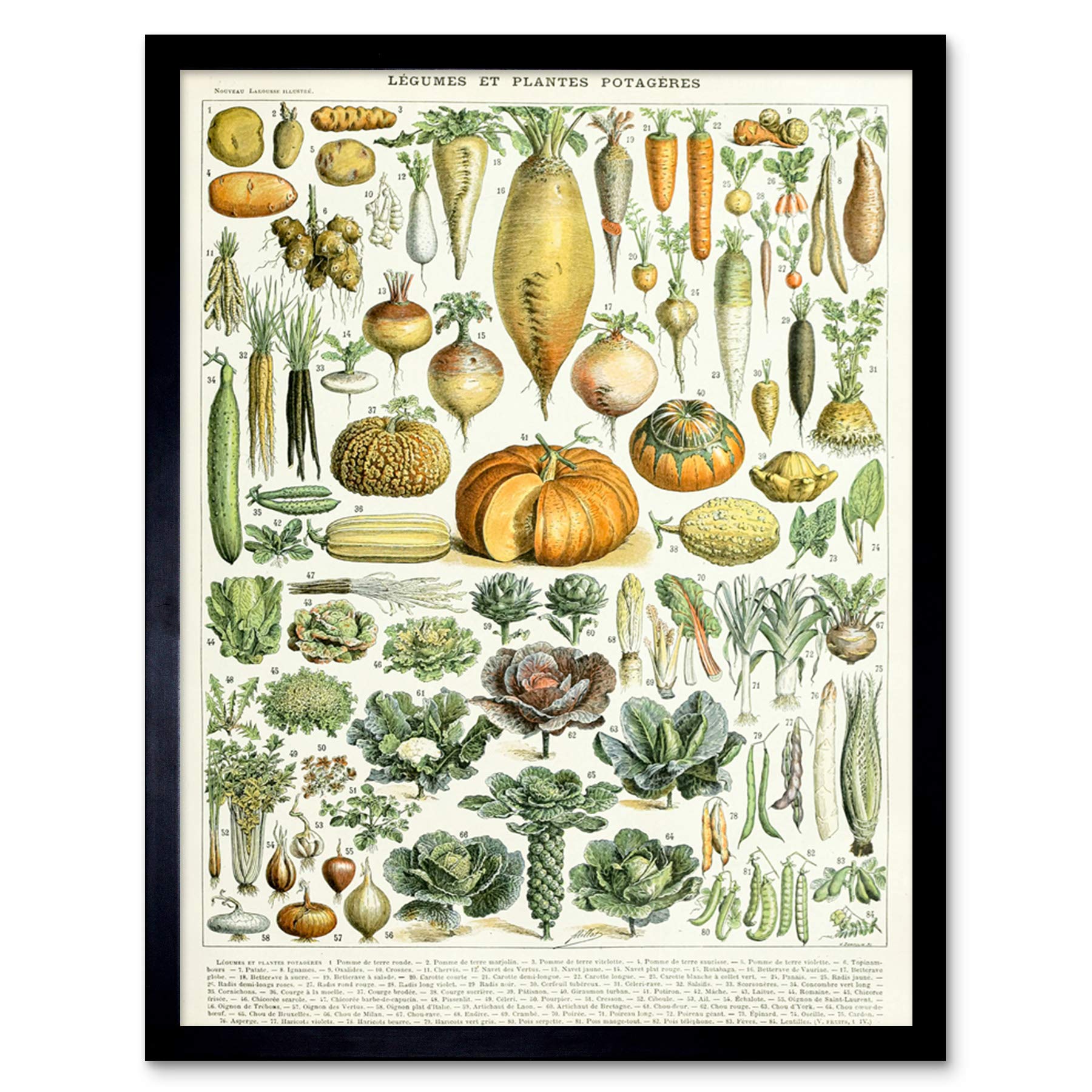 Artery8 Millot Encyclopedia Page Legumes Vegetables Art Print Framed Poster Wall Decor 12x16 inch