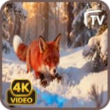 Fox Night Screensaver - Crackling Fire Sounds