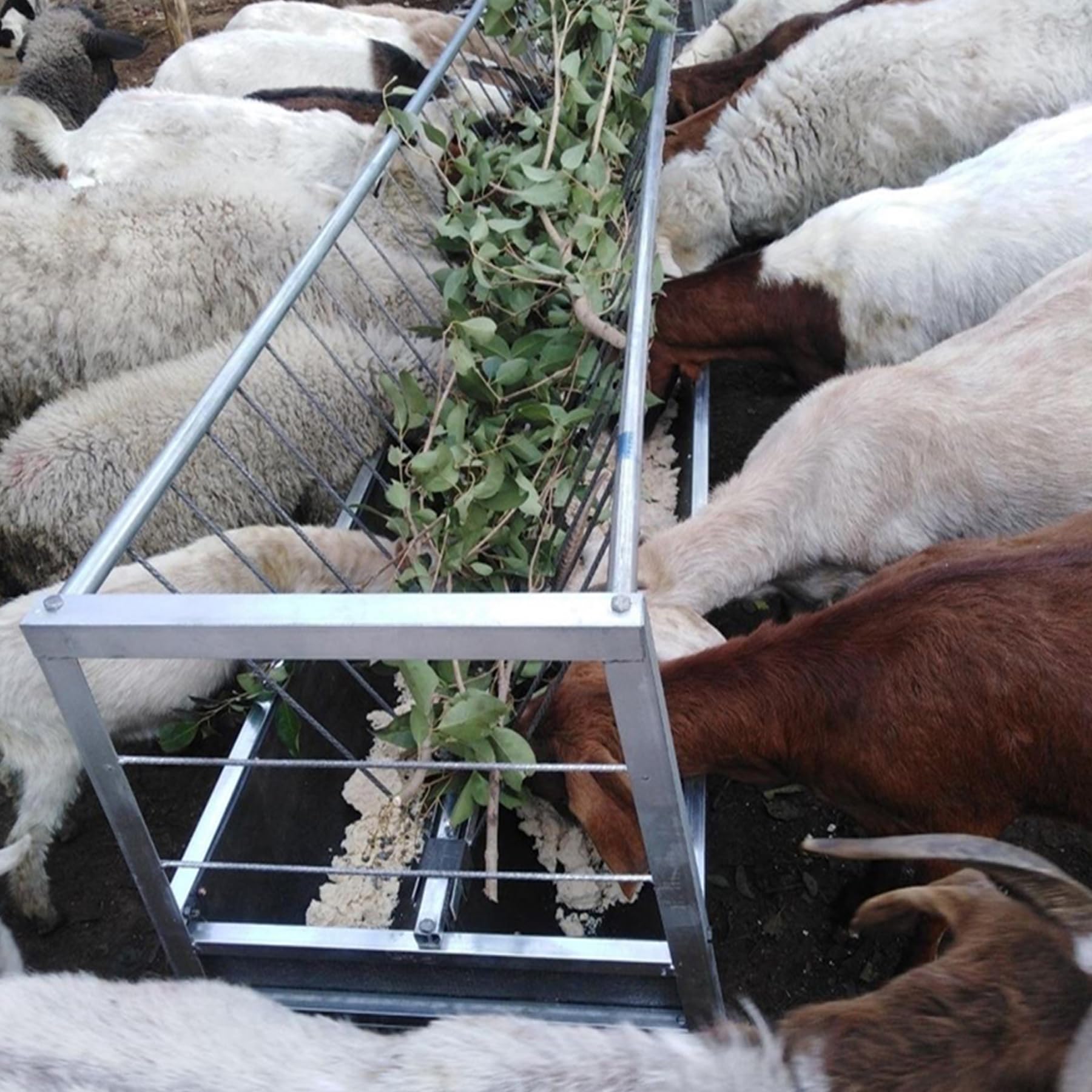 Mangiatoia per Fieno per capre 2 in 1 Mangiatoia per Bestiame Lunga 1,5 Metri Mangiatoia da Esterno per pascolo Robusta rastrelliera per Fieno a più Lati da 77 galloni per Cavalli, Pecore, b