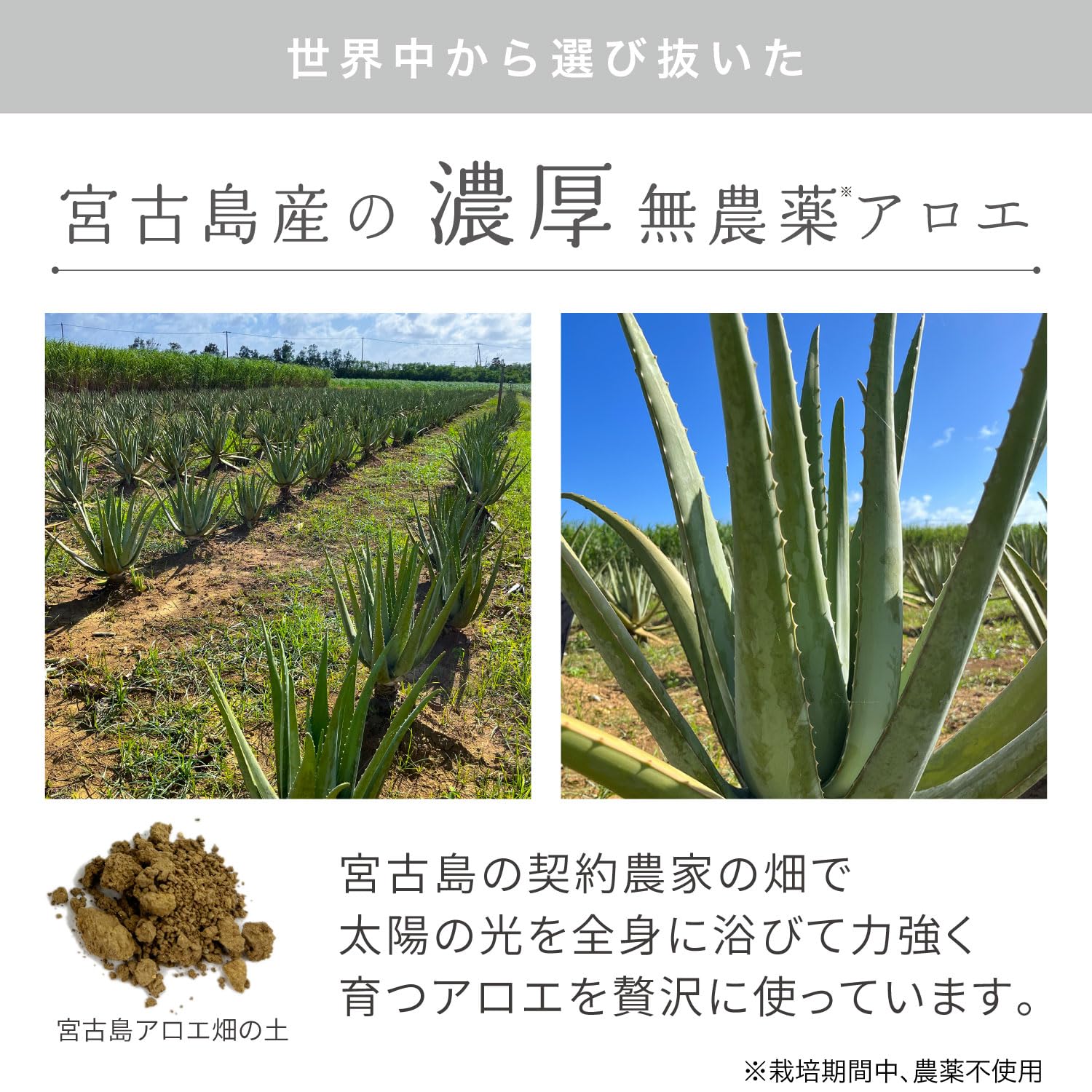 Amazon | 【Amazon.co.jp 限定】ALOE GARDEN 化粧水（アロエガーデン