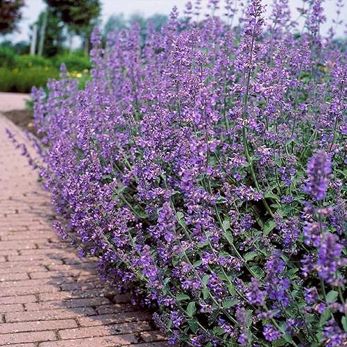 Miniatura 4 de CHUXAY GARDEN 50 semillas de Nepeta Racemosa, hierba gatera perenne, hierba perenne de menta perenne, atrae mariposas y abejas, fácil de cultivar