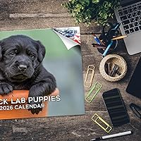 Vista 1535 de Razas de Perros 2017