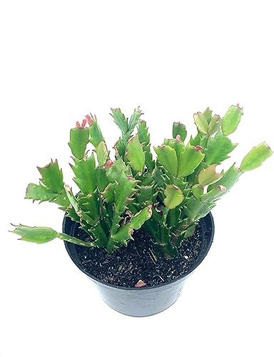 Miniatura 2 de Planta viva de cactus de Navidad magenta de 4 pulgadas. (4 en Magenta)