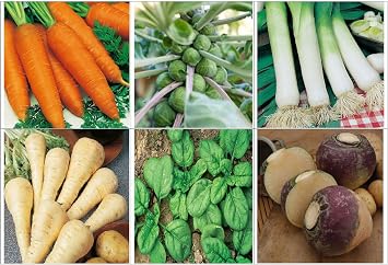 Viridis Hortus - 6 Pack Winter Vegetable Seed Collection - Carrot, Brussels Sprout, Leek, Parsnip, Spinach & Swede