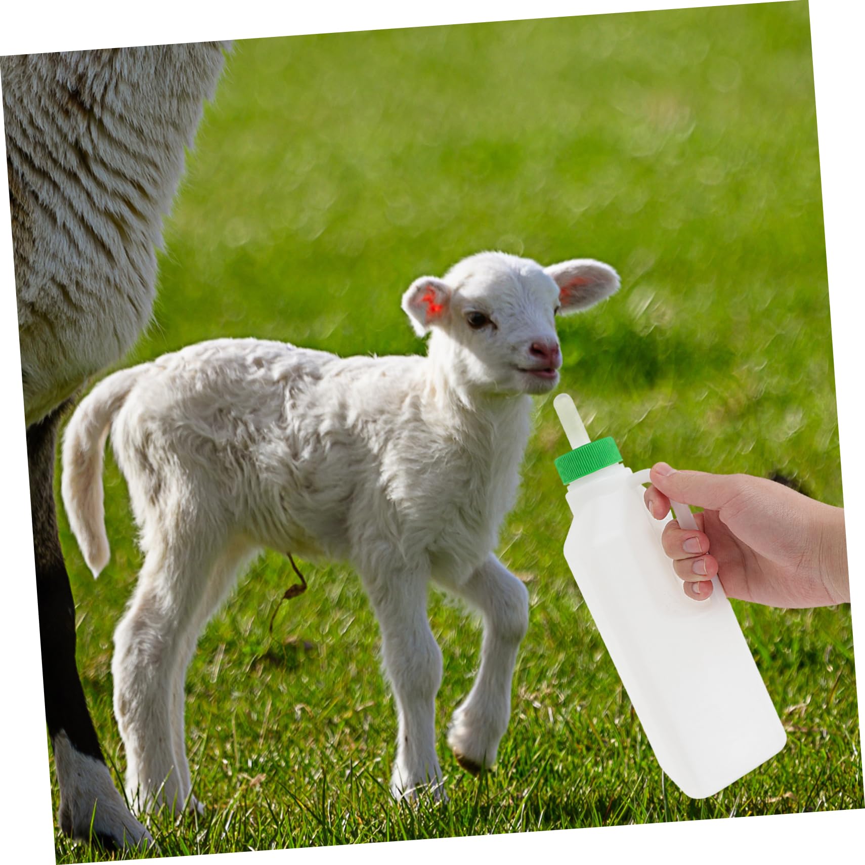 Happyyami Calf Nursing Bottle Pacifier Sheep Milk Bottles Nipples Silicone Nipples Set