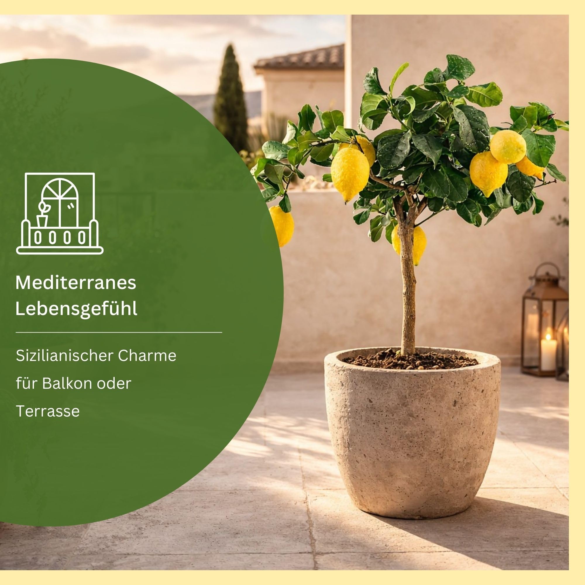 Meine Orangerie Sizilianischer Zitronenbaum - Carrubaro Zitrone – Citrus Limon 'Feminello Carrubaro' – Rarität aus Sizilien - große, aromatische Früchte - perfekt für Balkon & Terrasse (Topf Ø 22cm)