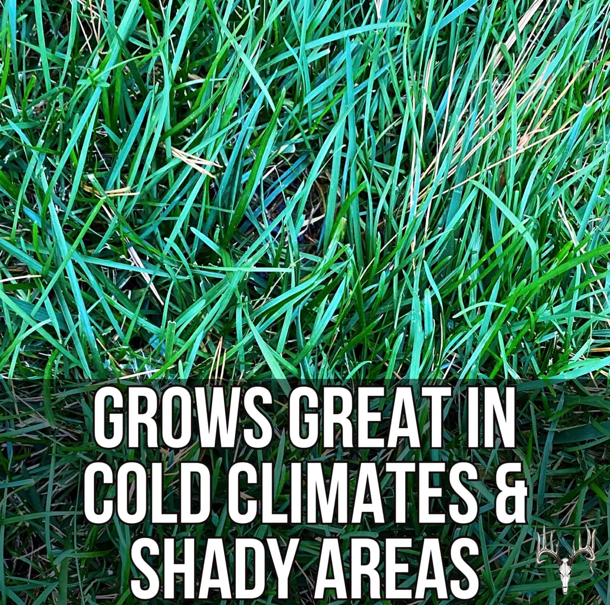 Crooked Bend Blue Eagle Kentucky Bluegrass Seed, 6LB EcoPack, Uncoated & No Fill, Grow Full, Beautiful & Best Yards, Thicken Lawns & Turf Fields, Growing Dark Green Organic Grass Carpet, Cold Tolerant