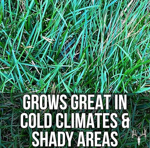 Miniatura 9 de Crooked Bend Blue Eagle Kentucky Bluegrass Seed, bolsa a granel de 25 libras, sin revestimiento y sin relleno, crece hermosos y mejores patios,