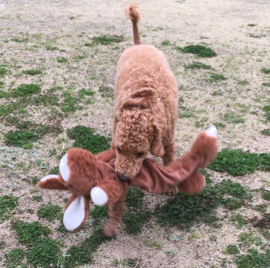HAPPYPET Mad About Pets Unstuffed Rabbit Character Soft Dog Toy