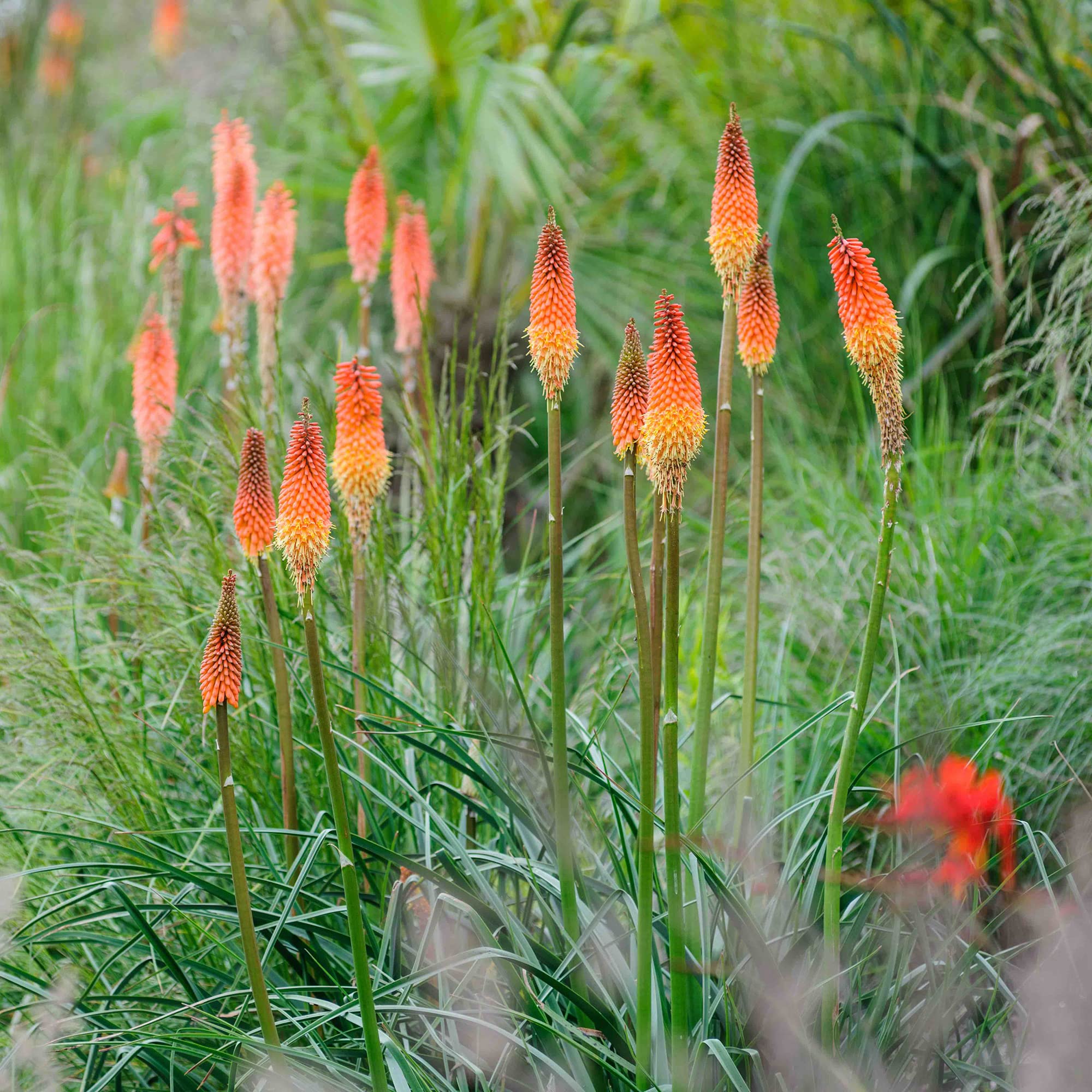 Amazon.com: YEGAOL Garden 紅色熱撲克種子火炬百合,Kniphofia