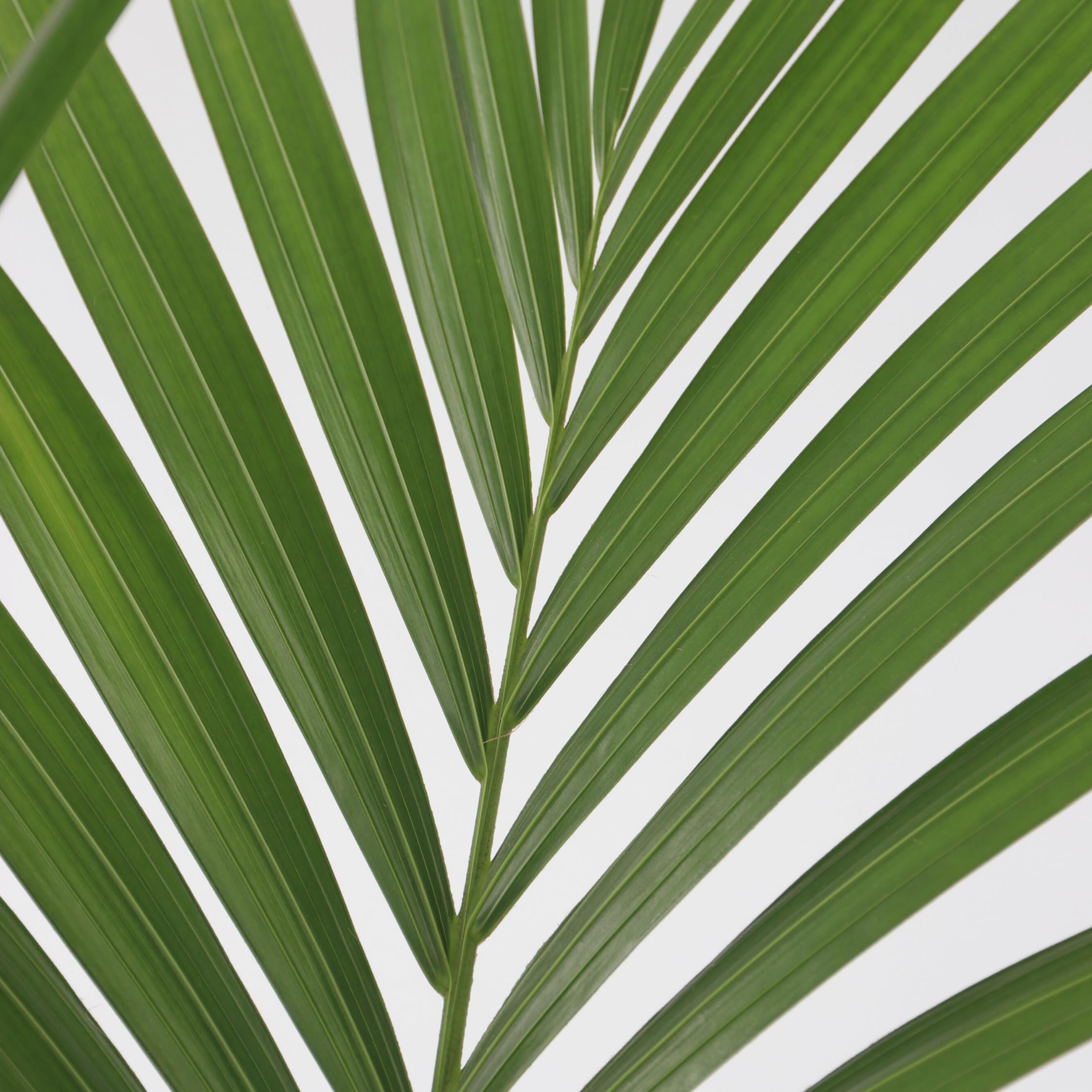Plant in a Box - Howea forsteriana - Set de 2 - Palmera de interior - Kentia - Maceta 18cm - Altura 90-100cm - Planta verde - Siempre verde