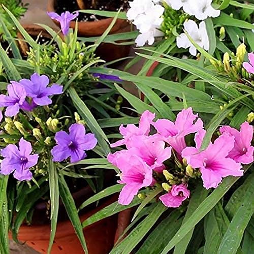 CHUXAY GARDEN 30 semillas Souther Star Mix Ruellia Bbrittoniana Semillas petunia mexicana petunia del desierto floridas arándanos morado rosa blanco