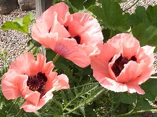 40+ Coral Reef Poppy Flower Seeds/Perennial/Papaver ORIENTALE