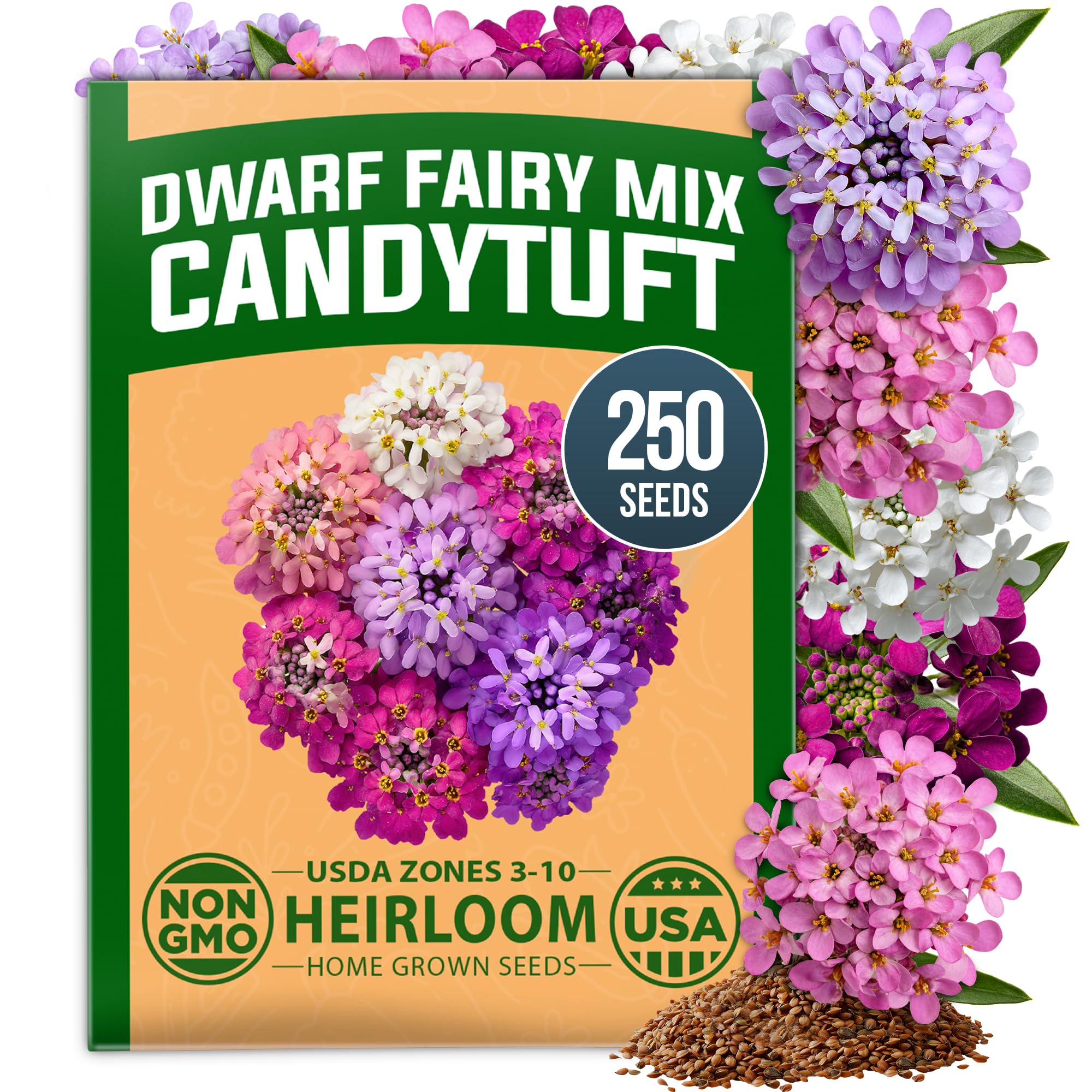 HOME GROWN Candytuft Seeds, Dwarf Fairy Mix, 250 Seeds, Iberis umbellata
