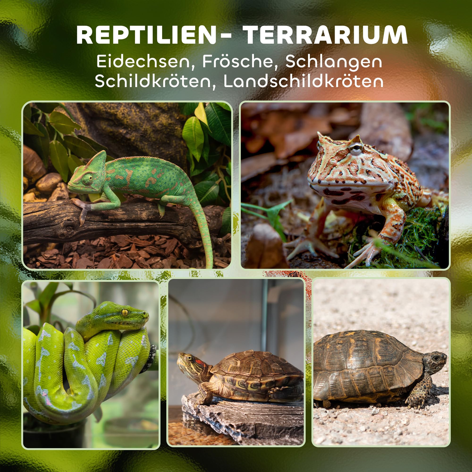 PawHut Terrario para reptiles, terrario de cristal, 24 l, caja de alimentación con ventilación frontal, pared trasera de piedra, cierre a prueba de roturas, caja de cultivo de reptiles para anfibios