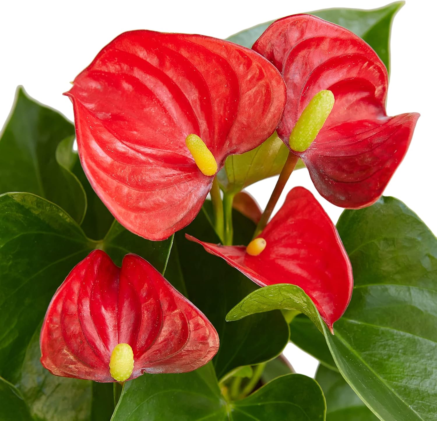 House Plant Shop | Anthurium 'Red' - 4in Pot | Live Indoor Plant | Easy to Care | Natural Décor Plant | Great Gifts| Free Care Guide