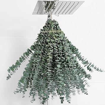 20 Pcs Dried Eucalyptus Stems 17" Real Eucalyptus for Shower Hanging