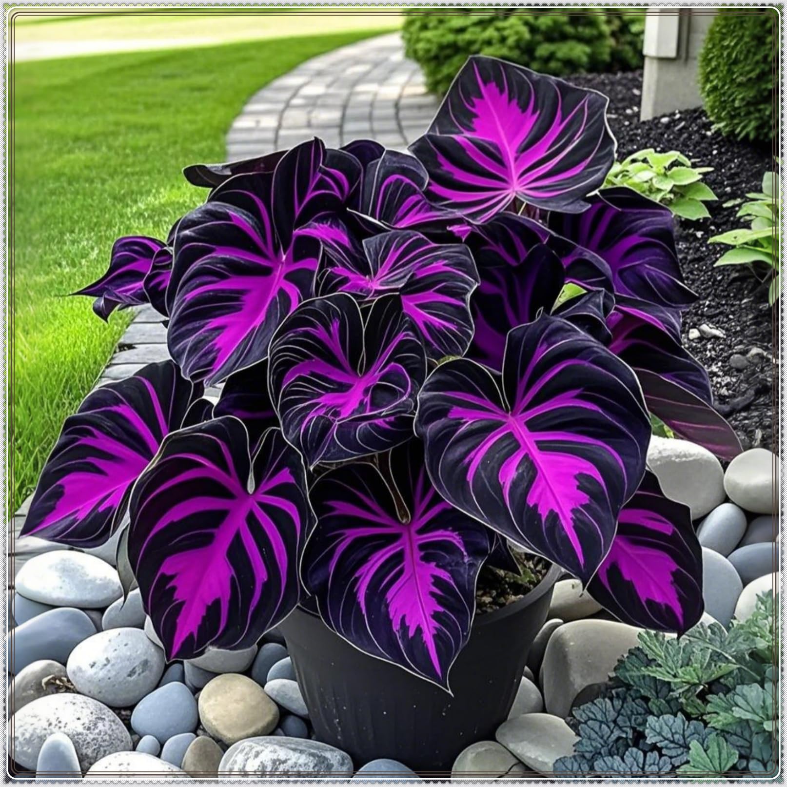 Midnight Blue Heart Hosta Bulbs: Rapid-Growing for Lush Garden Borders & Landscaping | Excellent Displays-6 Bulbs-G