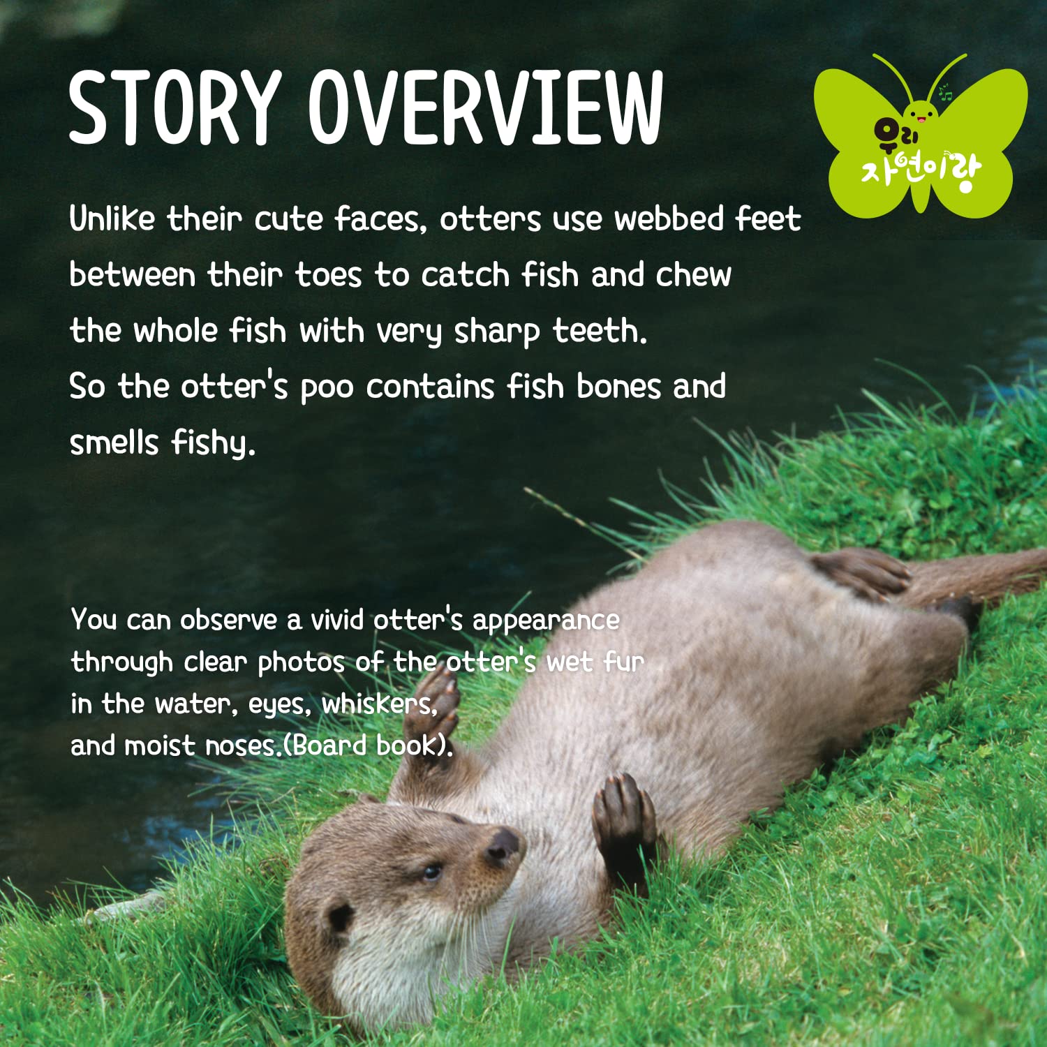 snapklik-lets-play-together-otter-korean-edition-korean-books