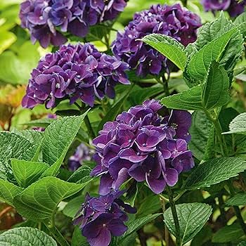 【Hydrangea】 Amazon.com : CHUXAY GARDEN Mixed Hydrangea Macrophylla