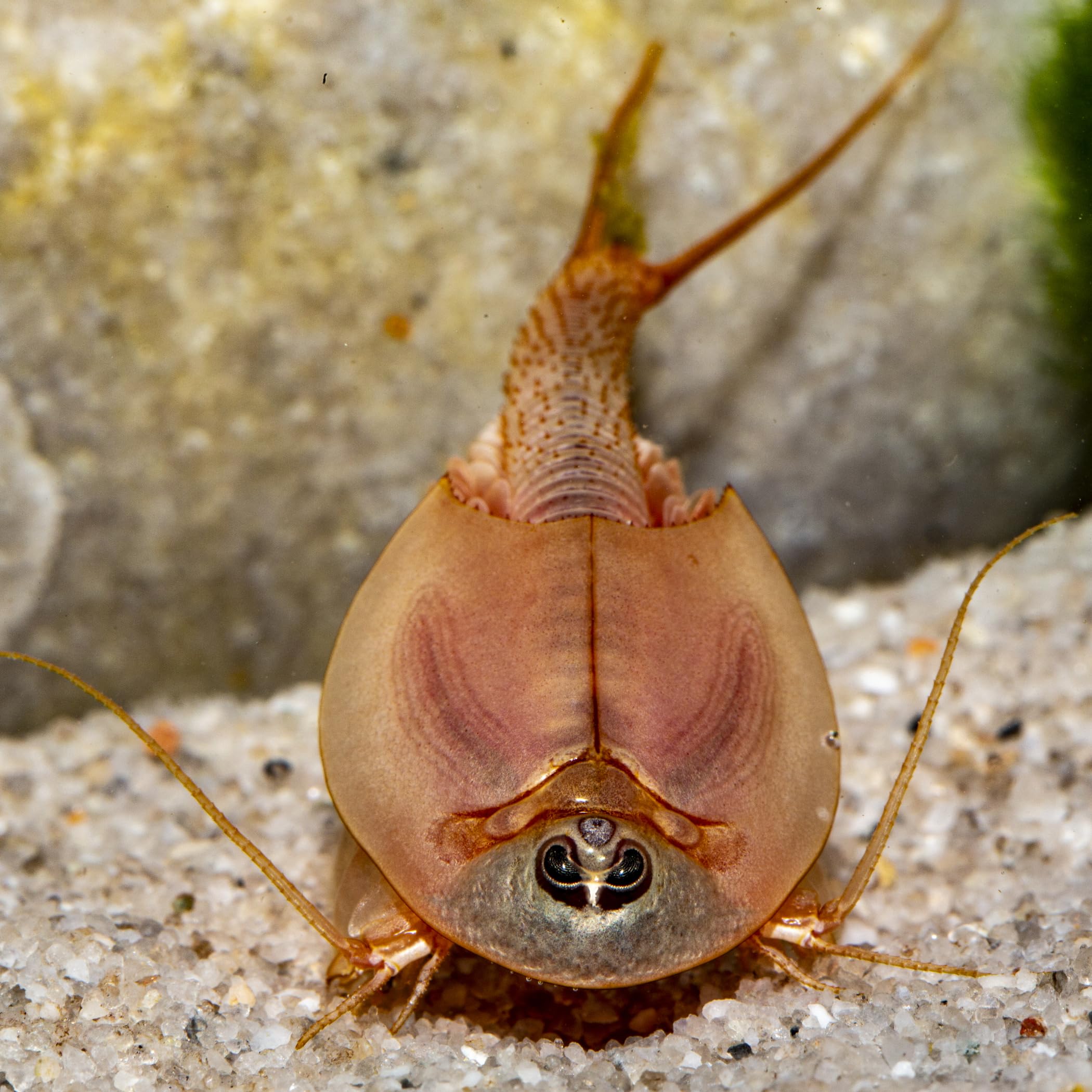 Triops longicaudatus (rot) Komplettset 6 l, Urzeitkrebs-Eier, mit Aquarium