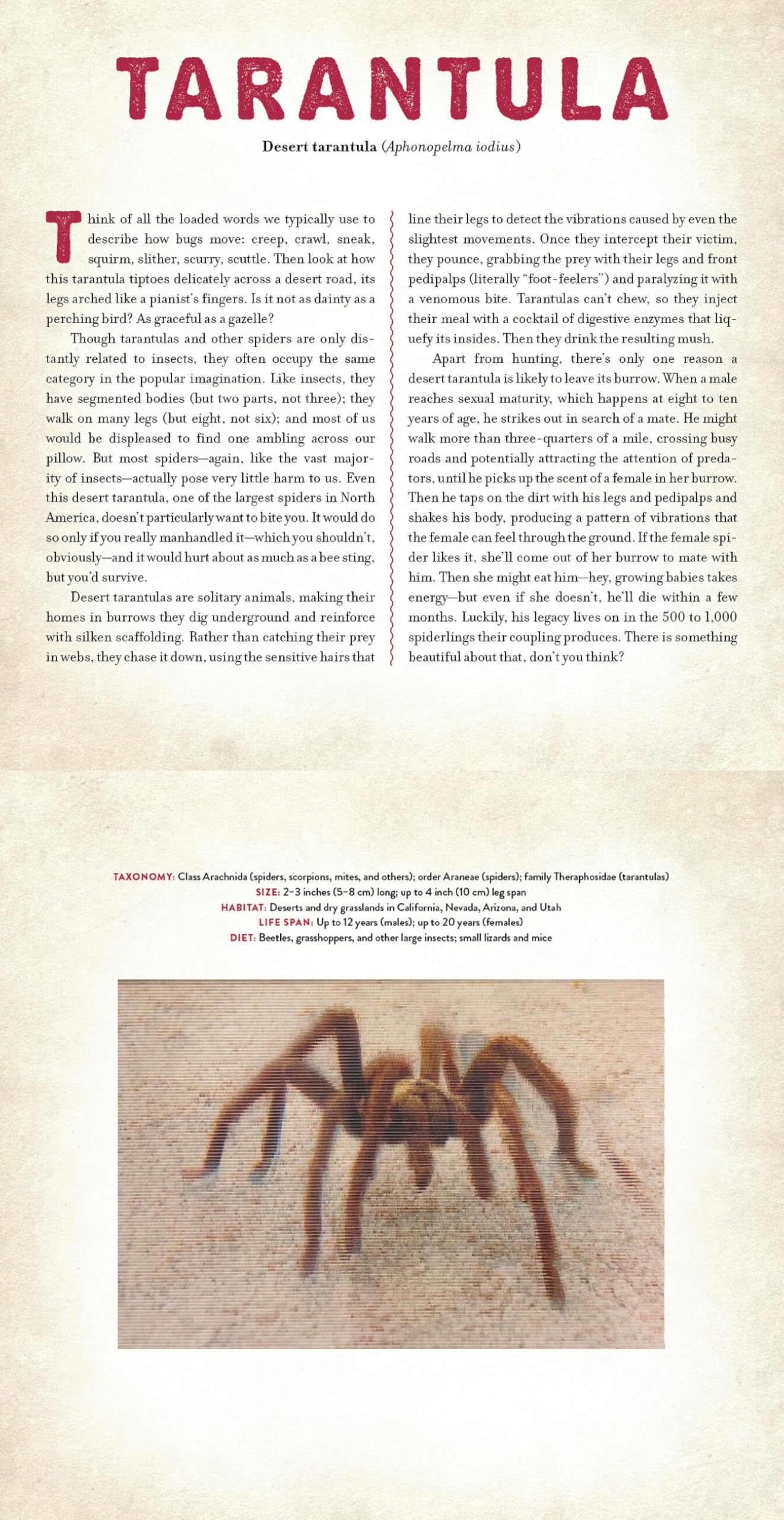 Bugs: A Photicular Book